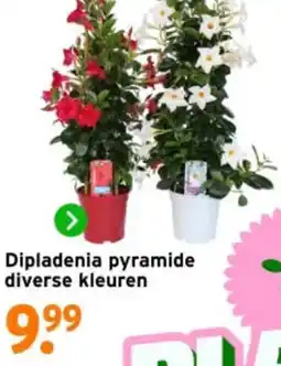 GAMMA Dipladenia pyramide aanbieding