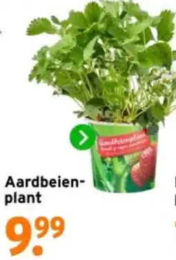 GAMMA Aardbeienplant aanbieding