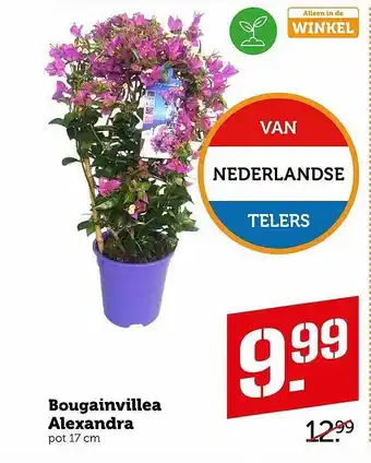 Coop Bougainvillea alexandra aanbieding