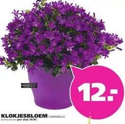 Ranzijn KLOKJESBLOEM CAMPANULA aanbieding
