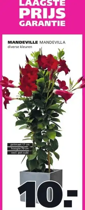 Ranzijn MANDEVILLE MANDEVILLA aanbieding