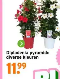 GAMMA Dipladenia pyramide diverse kleuren aanbieding