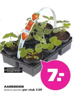 Ranzijn AARDBEIEN aanbieding