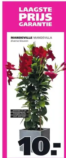 Ranzijn MANDEVILLE aanbieding