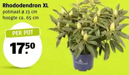 Poiesz Rhododendron XL aanbieding