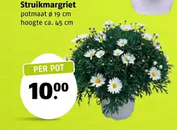 Poiesz Struikmargriet aanbieding