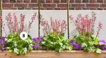 Intratuin Purperklokje aanbieding