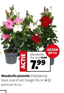 Intratuin Mandevilla piramide aanbieding