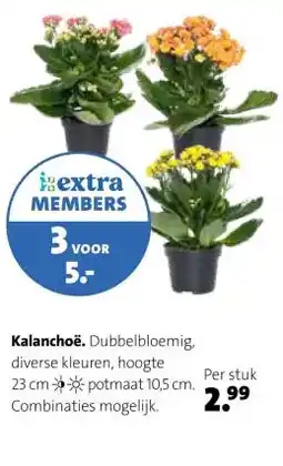 Intratuin Kalanchoë. aanbieding