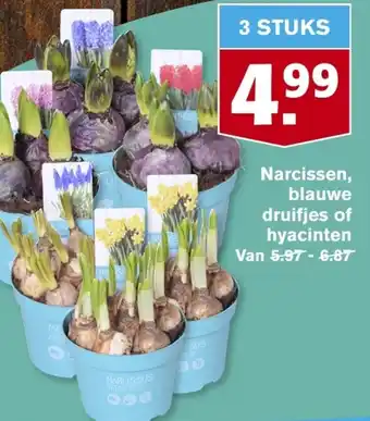 Hoogvliet Narcissen, blauwe druifjes of hyacinten aanbieding