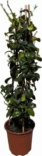 Intratuin Toscaanse Jasmijn (Tachelospermum jasminoides) D 17 H 70 cm aanbieding