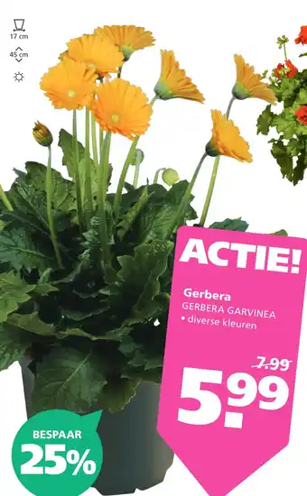 Ranzijn Gerbera aanbieding