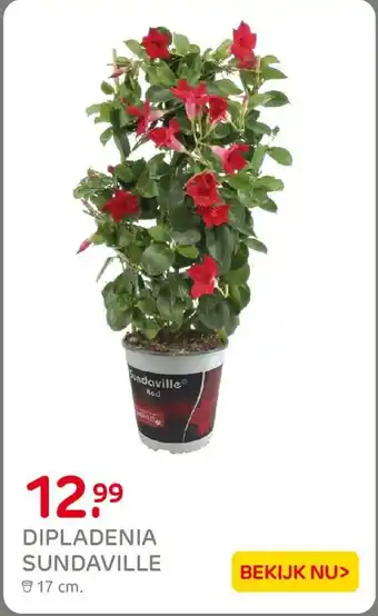 Praxis Dipladenia Sundaville aanbieding