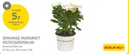 Praxis Spaanse Margriet Osteospermum aanbieding