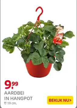 Praxis Aardbei in Hangpot aanbieding