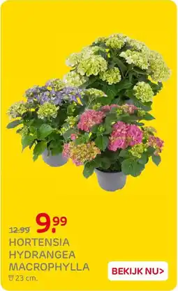 Praxis Hortensia Hydrangea Macrophylla aanbieding