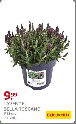 Praxis Lavendel Bella Toscane aanbieding