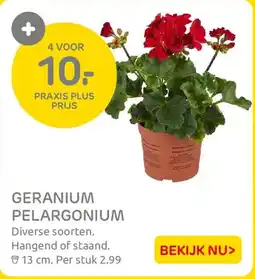 Praxis Geranium Pelargonium aanbieding