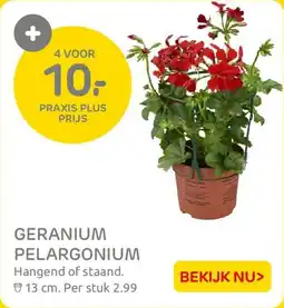 Praxis Geranium Pelargonium aanbieding