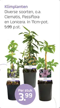 Coppelmans Klimplanten Diverse soorten aanbieding
