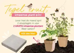Coppelmans Tegel eruit, inheemse plant erin! aanbieding