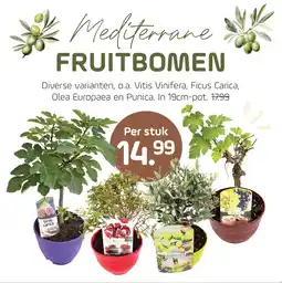 Coppelmans Mediterrane Fruitbomen diverse varianten aanbieding