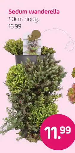 Coppelmans Sedum wanderella aanbieding