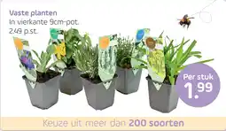 Coppelmans Vaste planten In vierkante 9cm-pot aanbieding