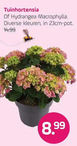 Coppelmans Tuinhortensia aanbieding