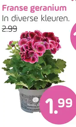 Coppelmans Franse geranium aanbieding