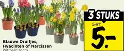 Vomar Voordeelmarkt Blauwe Druifjes, Hyacinten of Narcissen aanbieding
