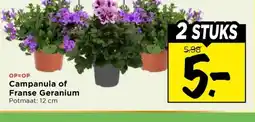 Vomar Voordeelmarkt Campanula of Franse Geranium aanbieding