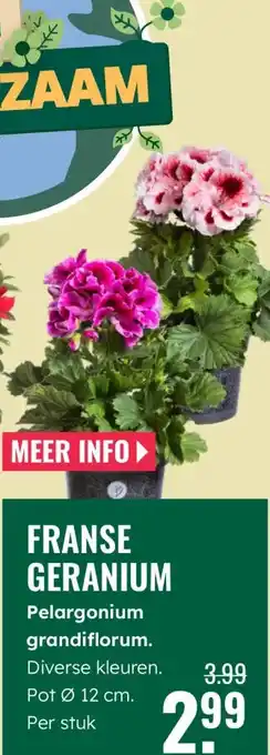GroenRijk Franse geranium Pelargonium grandiflorum aanbieding
