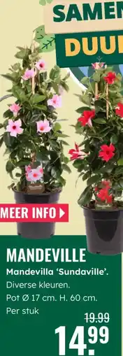 GroenRijk Mandeville mandevilla 'sundaville'. aanbieding