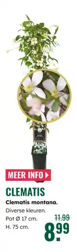 GroenRijk Clematis montana aanbieding