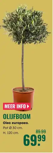GroenRijk Olijfboom Olea europaea aanbieding