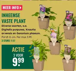 GroenRijk Inheemse vaste plant aanbieding