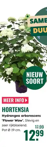 GroenRijk Hortensia Hydrangea arborescens Flower Wow aanbieding