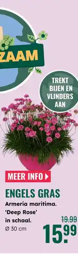 GroenRijk Engels gras Armeria maritima 'Deep Rose' in schaal. aanbieding