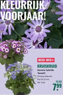 GroenRijk Kruiskruid Senecio hybride Senetti. aanbieding