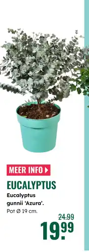 GroenRijk Eucalyptus gunnii Azura aanbieding