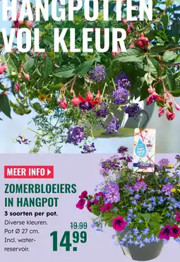 GroenRijk Hangpot zomerbloeiers in hangpot 3 soorten per pot aanbieding