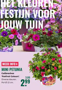 GroenRijk Mini petunia Calibrachoa Festival Colours aanbieding