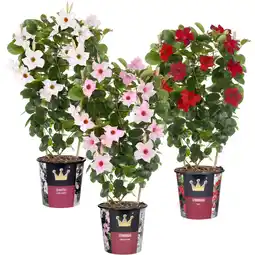 Albert Heijn AH Dipladenia plant aanbieding