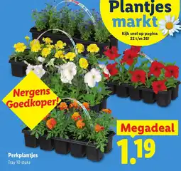 Lidl Perkplantjes aanbieding