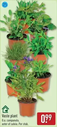 ALDI Vaste plant aanbieding