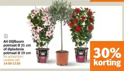 Albert Heijn AH Olijfboom of dipladenia aanbieding