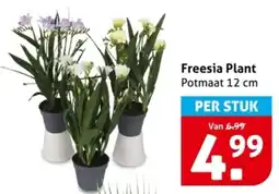 Hoogvliet Freesia Plant aanbieding