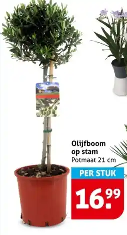 Hoogvliet Olijfboom op Stam aanbieding