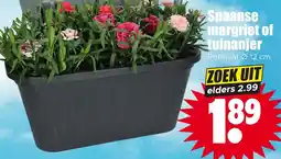 Dirk Spaanse margriet of tuinanjer aanbieding